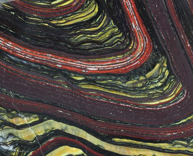 Polished Tiger Iron Stromatolite - ( Billion Years) #65355